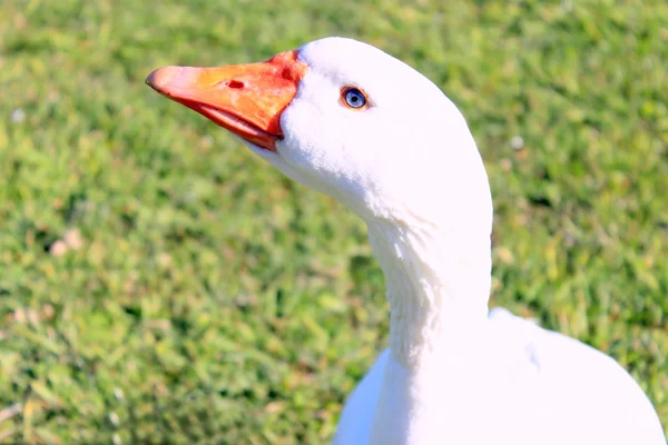 Egy fehér Emden liba közelről — Stock Fotó