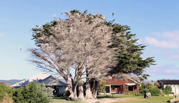 Svartvit Shags häckande i en Macrocarpa träd — Stockfoto