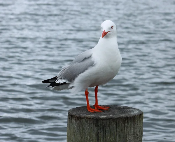 レッド請求 （chroicocephalus scopulinus の海カモメ) — ストック写真