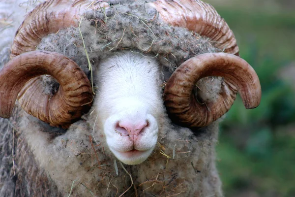 Primer plano de un Dorset Ram — Foto de Stock