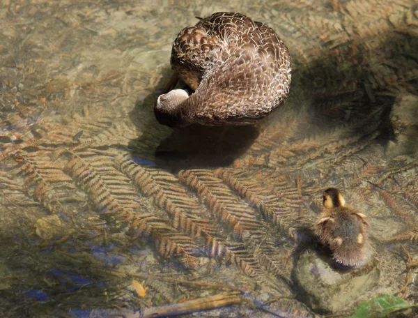 Mãe pato & patinho em águas rasas — Fotografia de Stock