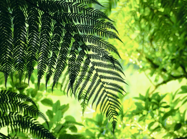 Follaje de bosque de helecho verde en contraste — Foto de Stock