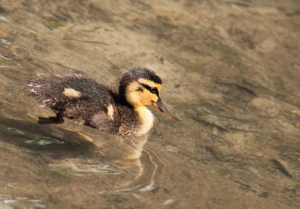 Patinho Mallard (Anas platyrhynchos ) — Fotografia de Stock