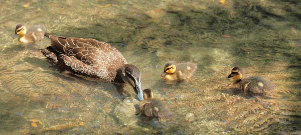 母鴨とアヒルの子 — ストック写真