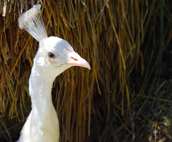 Nieuwsgierig Witte Pauw — Stockfoto