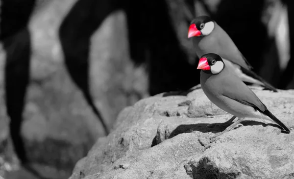 Java Sparrows (Padda oryzivora) — Stock Photo, Image