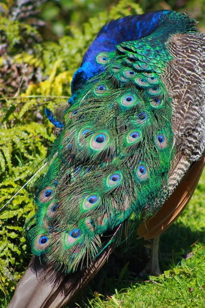 Peacock preening — Stock Photo, Image