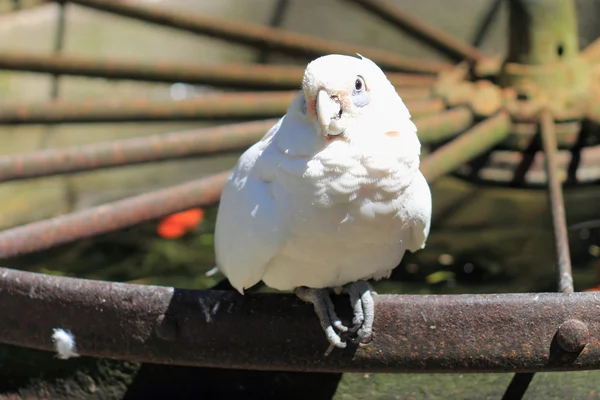 Goffin Cockatoo — Stock fotografie