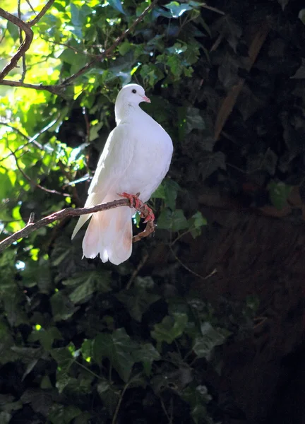 Witte duif — Stockfoto