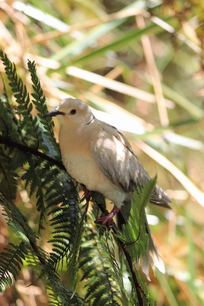 Ringneck Dove (Streptopelia roseogrisea) — Stock Photo, Image