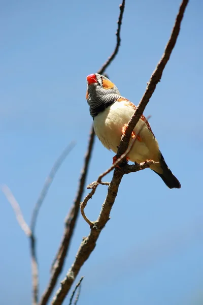 Zebra finch — Stok fotoğraf