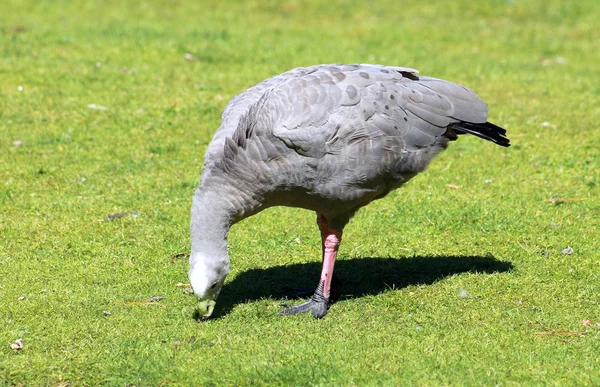 Cape onvruchtbaar ganzen — Stockfoto