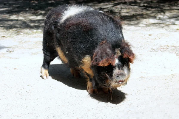 kunekune domuz