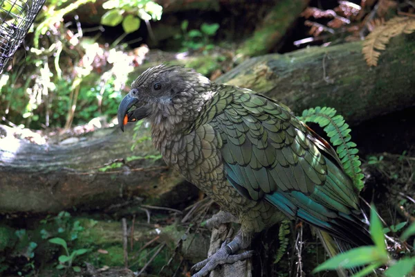 New Zealand Kea — Stock Photo, Image