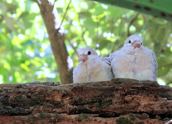 Ringneck holubice kuřata (streptopelia roseogrisea) — Stock fotografie