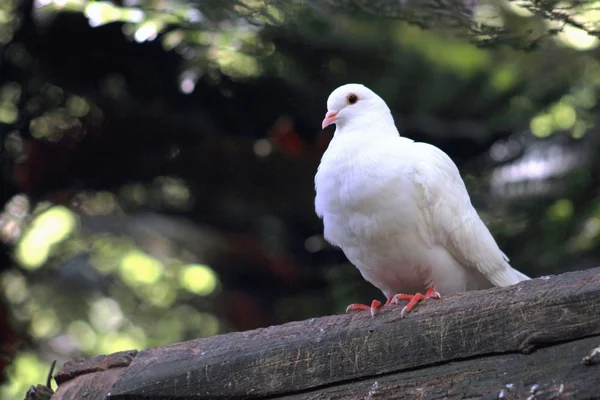 Witte duif zitstokken — Stockfoto