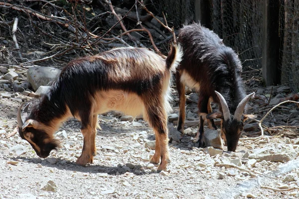 Paire de chèvres Arapawa — Photo