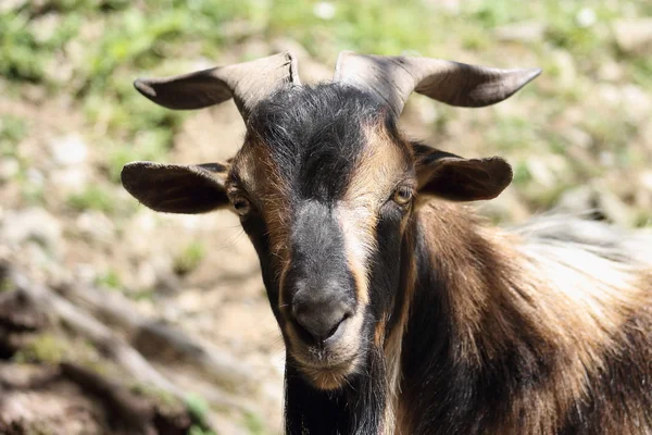 Kambing arapawa — Stok Foto