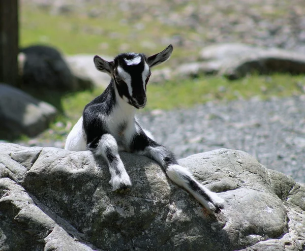 Cabra de niño blanco y negro — Foto de Stock