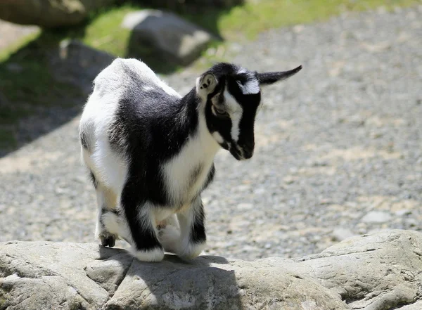 Blanco y negro niño cabra — Foto de Stock