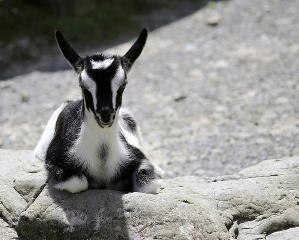 Blanco y negro niño cabra — Foto de Stock