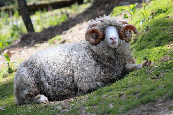 Dorset Ram — Stockfoto