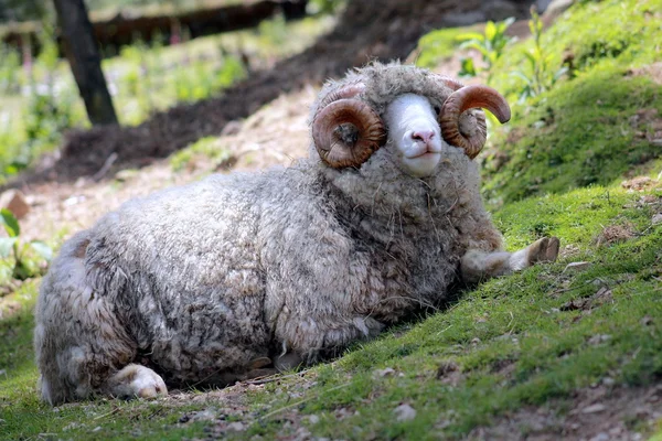 Dorset Ram – stockfoto