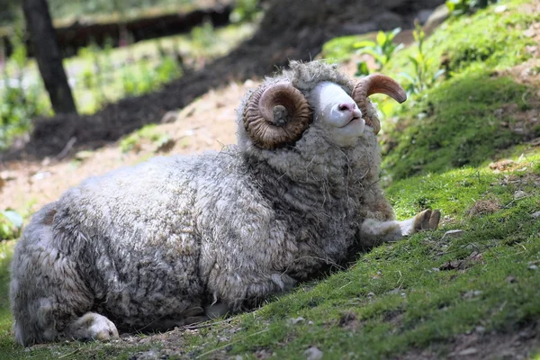 Dorset Ram — Stock Fotó