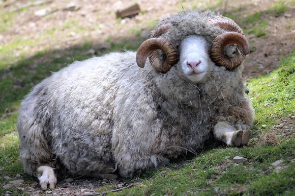 Dorset Ram — Stock fotografie