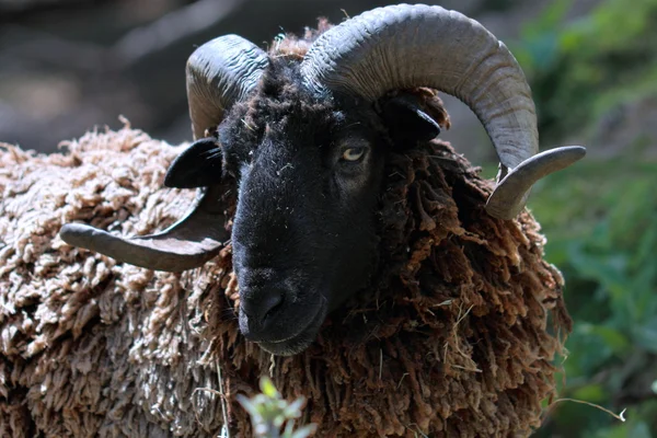 Zwarte schapen — Stockfoto