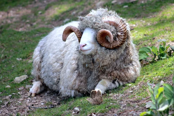 Dorset Ram — Stockfoto