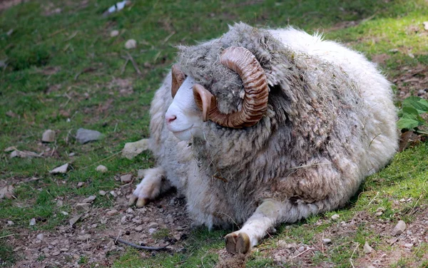 Dorset Ram — Stockfoto