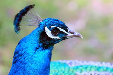 Bir tavus kuşuna yaklaş.