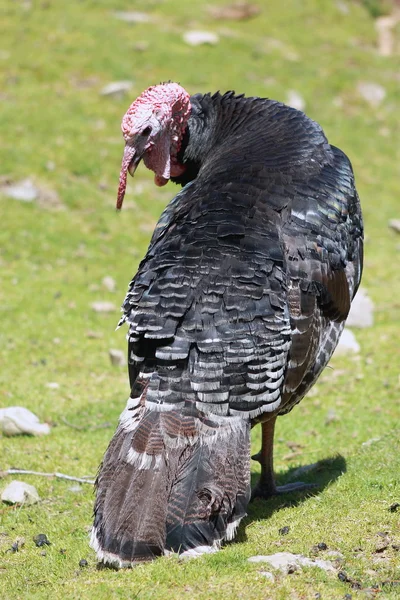 Turkey — Stock Photo, Image