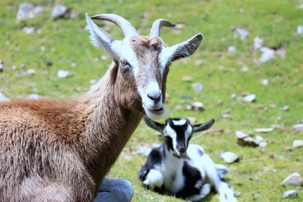 Cabras — Foto de Stock