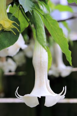 brugmansia angel's trompet