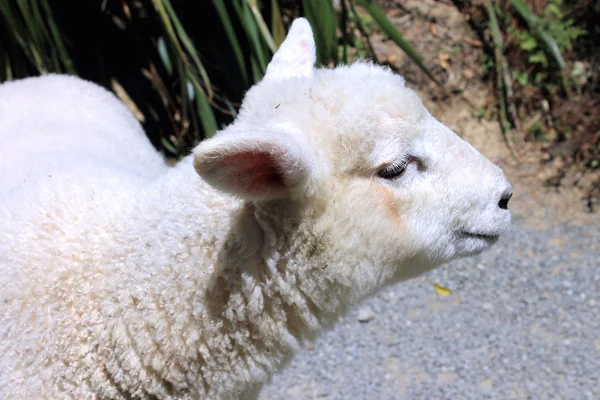 Profil latéral d'un agneau — Photo