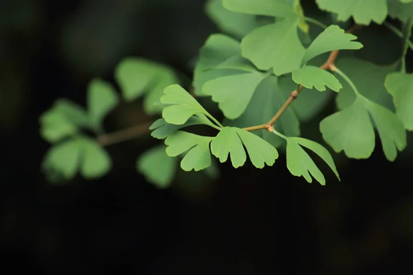 Ginkgo biloba yaprakları