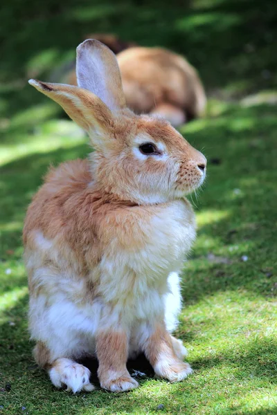 Primer plano de un conejo — Foto de Stock