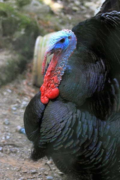 Close Up of a Turkey — Stock Photo, Image