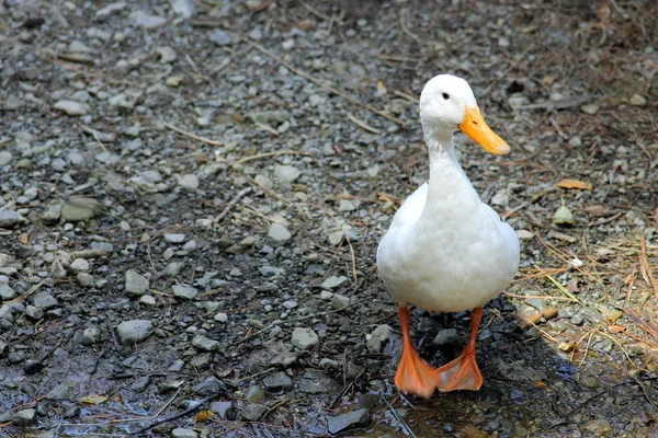 White Duck — Stock Photo, Image