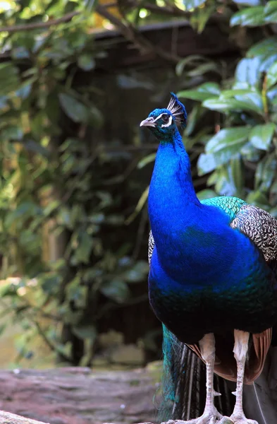 Image rapprochée de Peacock Tail — Photo