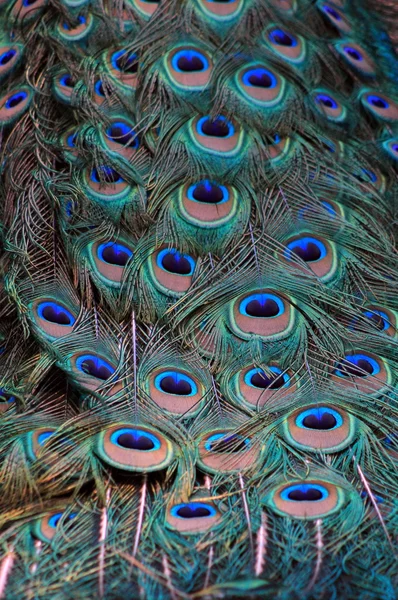 Image rapprochée de Peacock Tail — Photo