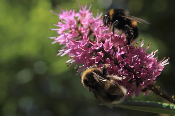 Bumblebee che si nutrono di un fiore di Ebe — Foto Stock