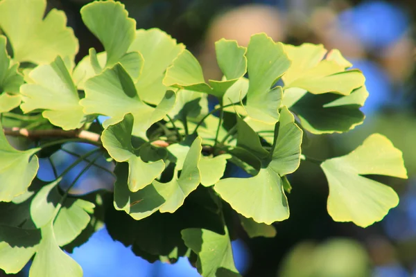 Φύλλα γκίνγκο μπιλόμπα — Φωτογραφία Αρχείου