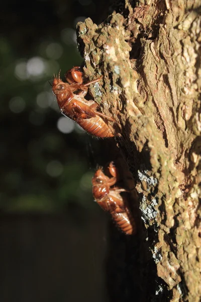 Conchas Cicada anexadas a um tronco de árvore — Fotografia de Stock