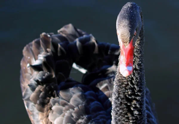 Black Swan — Stock Photo, Image