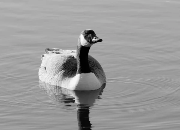 Canadian Goose in Black and White — Stock Photo, Image