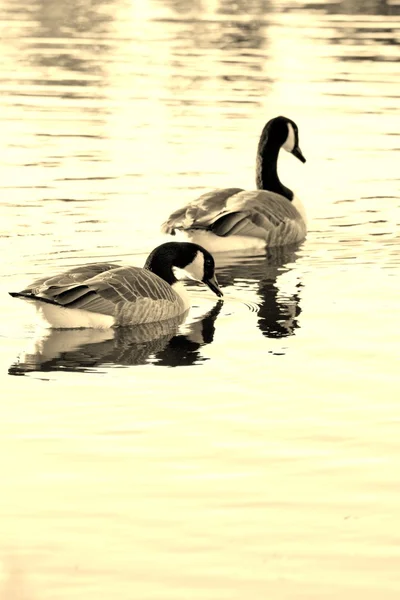 Pair of Canadian Geese — Stock Photo, Image