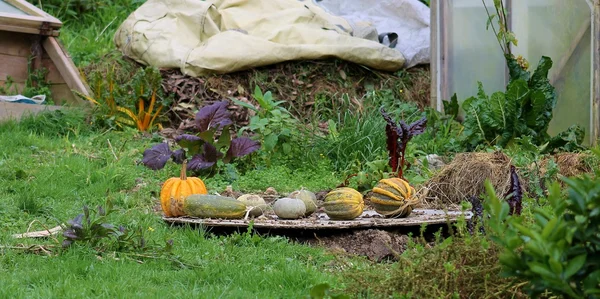 Pumpa skörden — Stockfoto